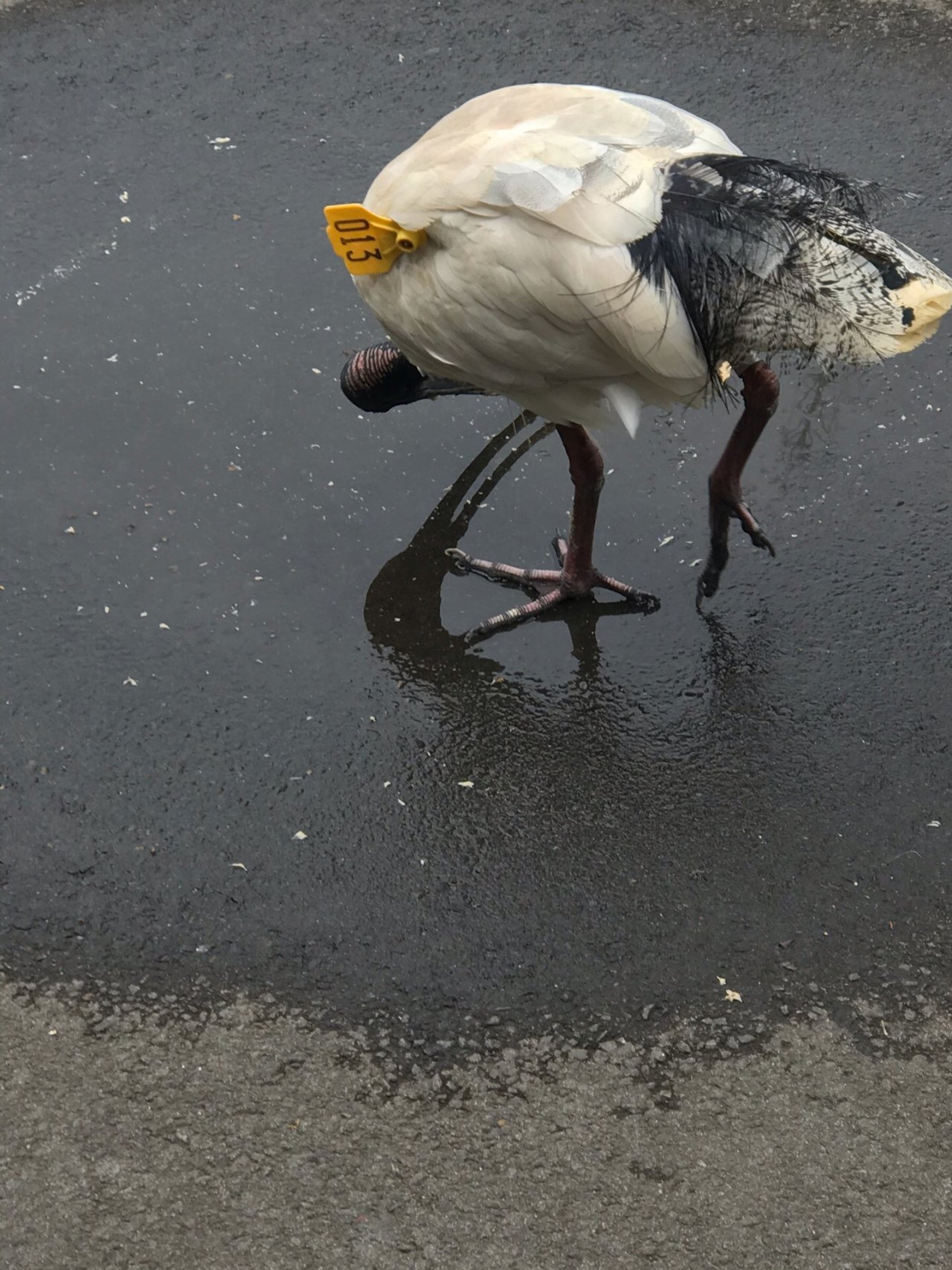 White Ibis in Big City Birds App spotted by Kate Lamb on 29.12.2020