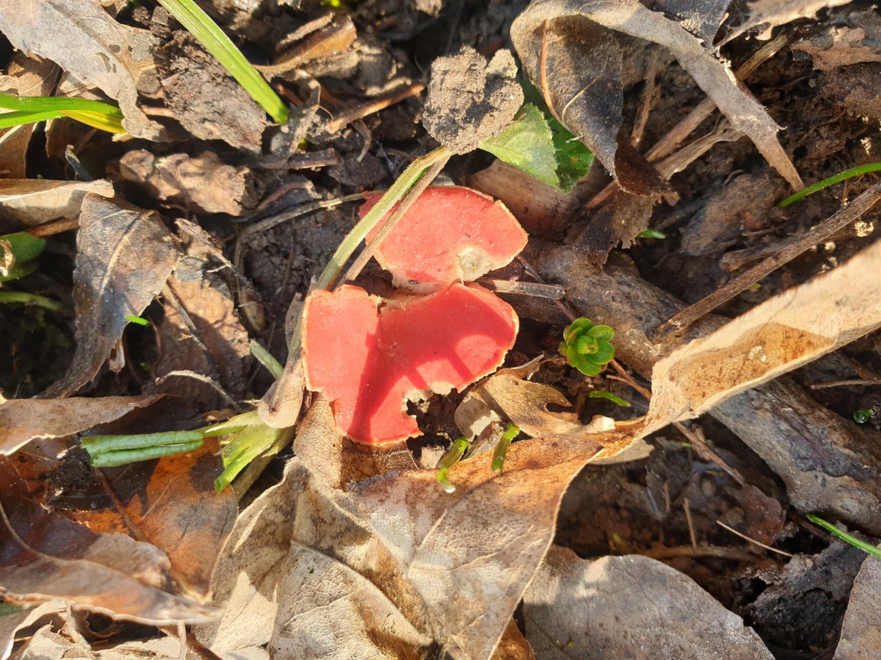 Rötliche Kohlenbeere in Pilzfinder App spotted by inablo on 20.02.2021