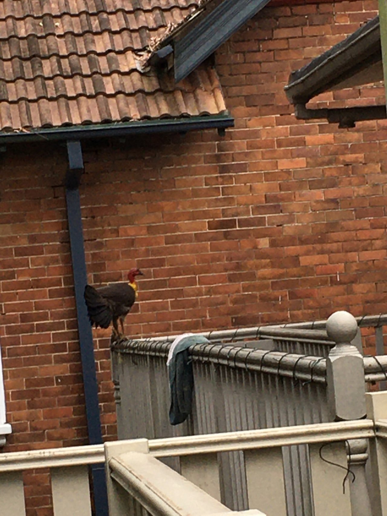 Brush-turkey in Big City Birds App spotted by rabsda on 30.12.2020