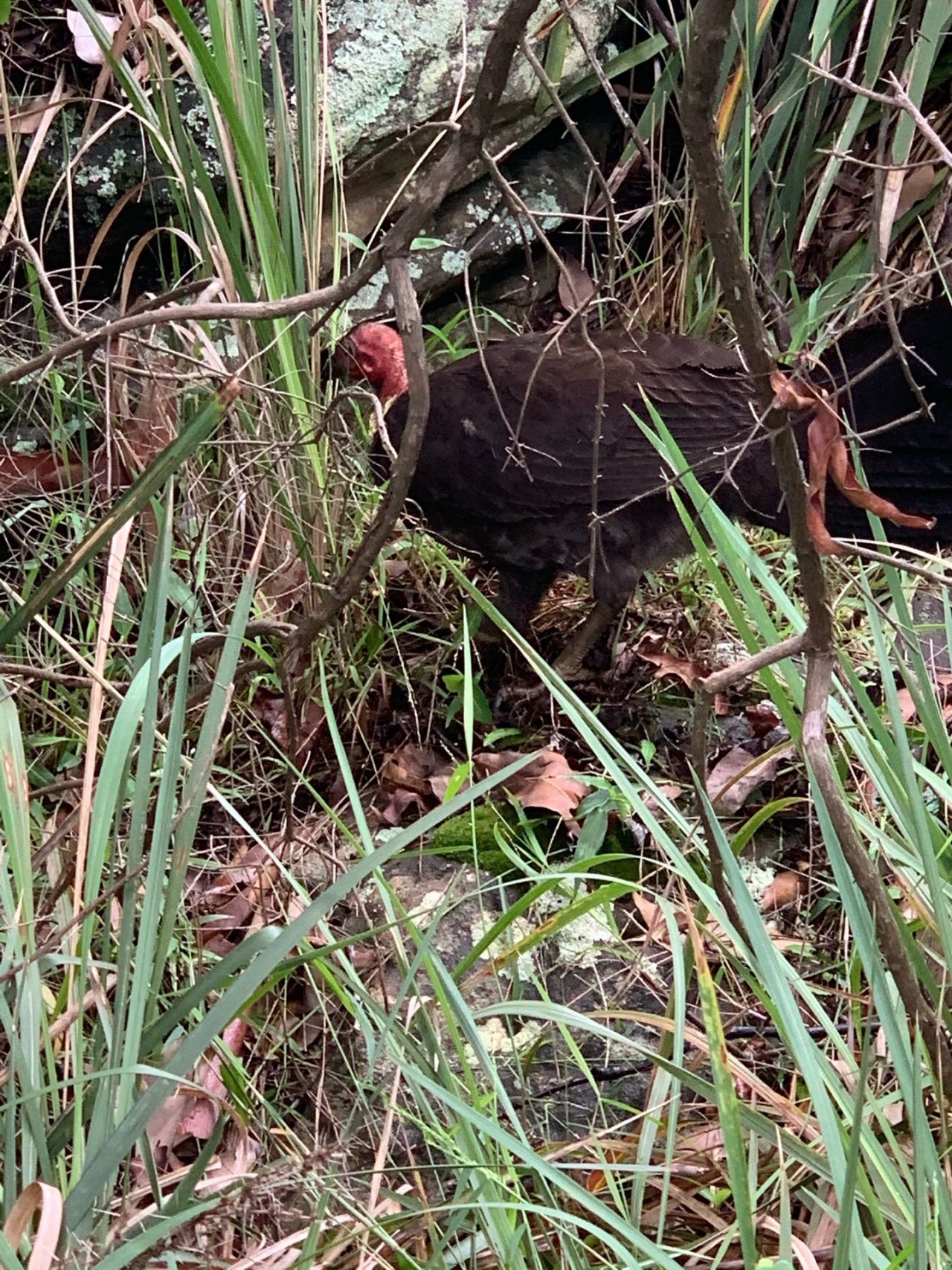 Brush-turkey in Big City Birds App spotted by John Martin on 30.12.2020