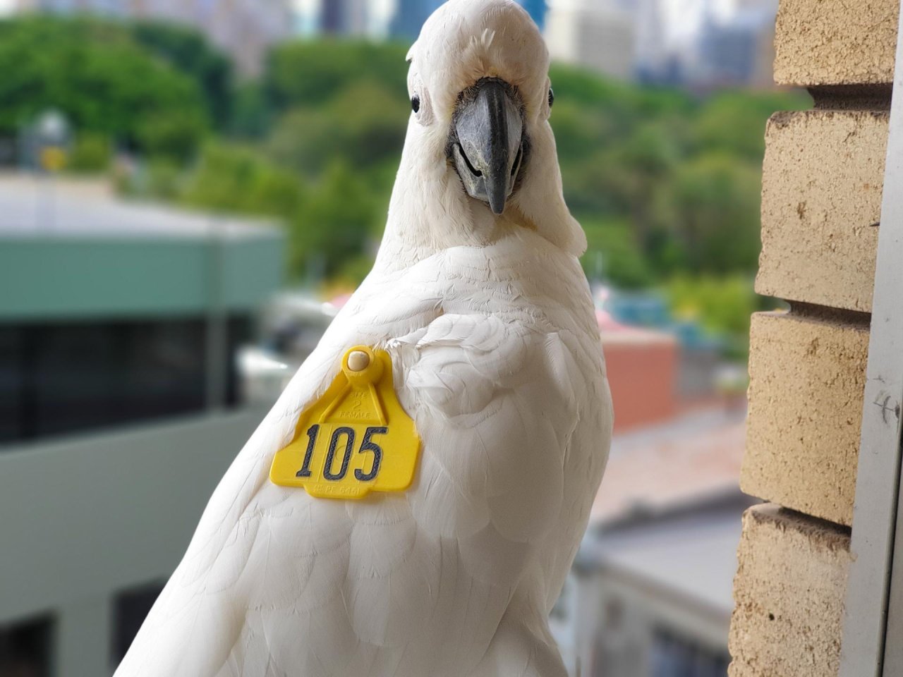 Sulphur-crested Cockatoo in Big City Birds App spotted by TomMassey on 22.12.2020