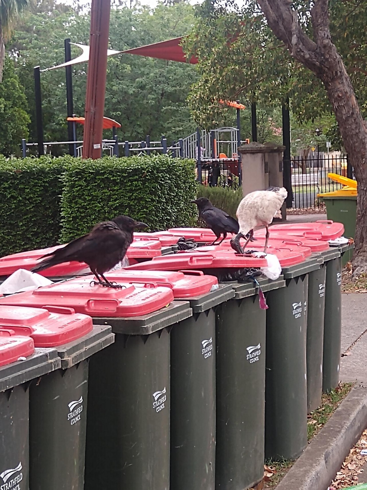 Digging in the bin &amp;amp; eating, accompanied by 2 Ravens. Couldn&#039;t get 