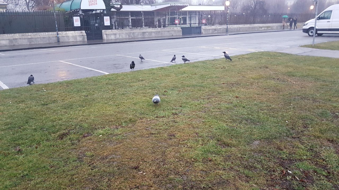 Hooded Crow in KraMobil App spotted by Ka vonSeiten on 07.02.2021