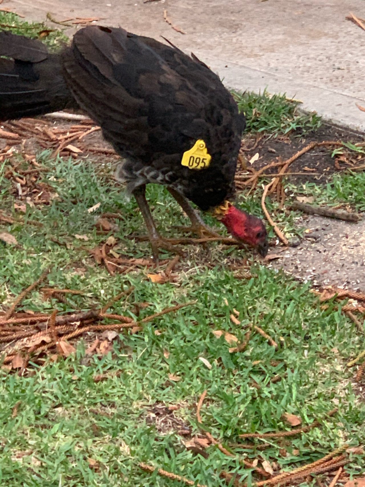 Brush-turkey in Big City Birds App spotted by John Martin on 22.02.2021