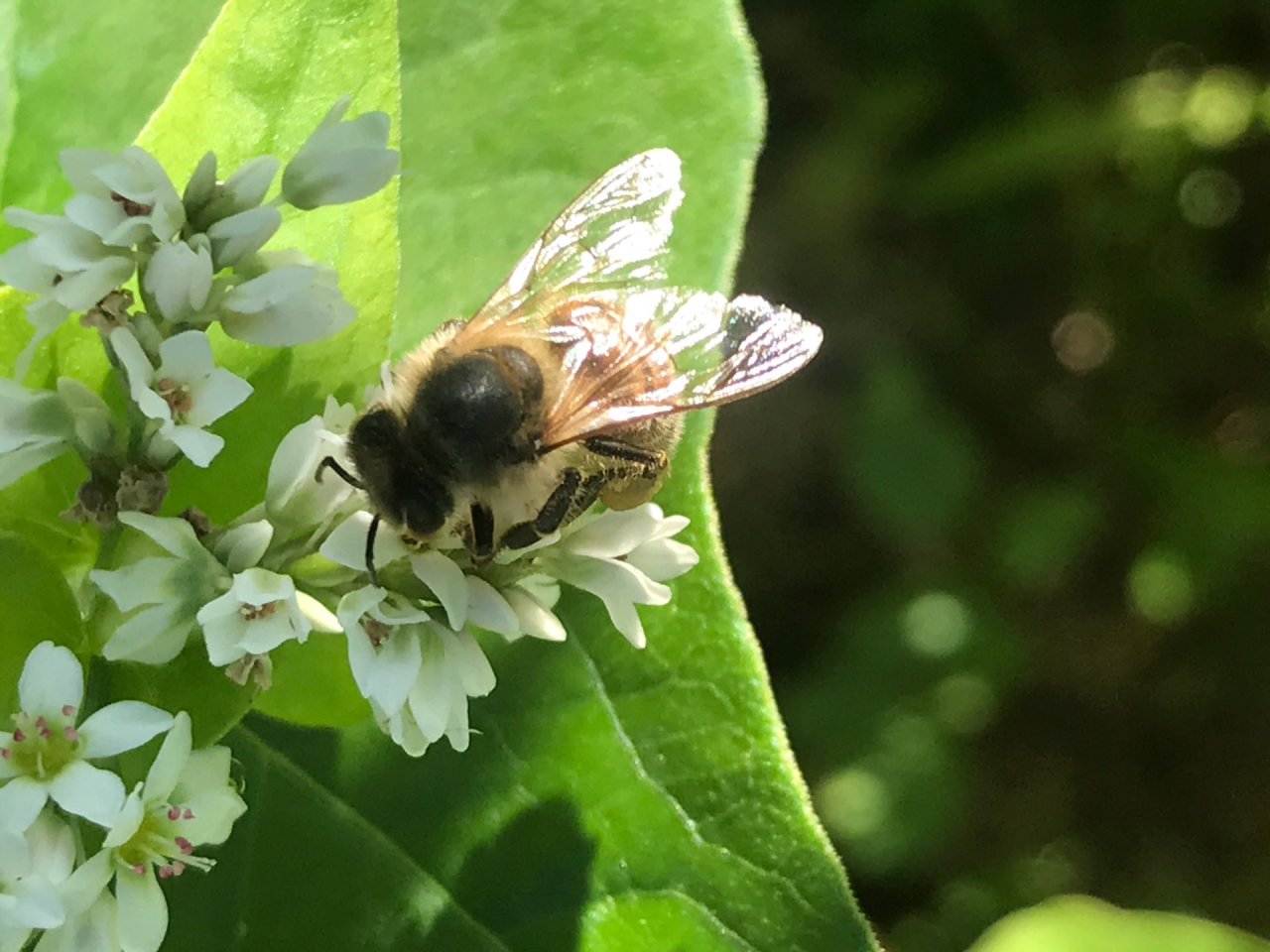 Other plant in Spot-a-Bee App spotted by Deborah Killmister on 15.02.2021