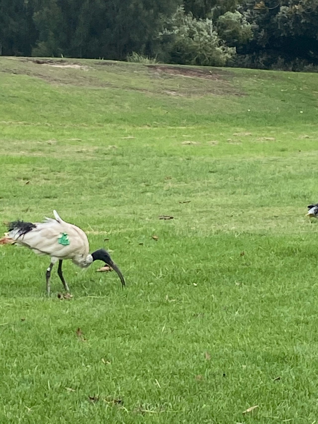 White Ibis in Big City Birds App spotted by Timo Rissanen on 22.12.2020