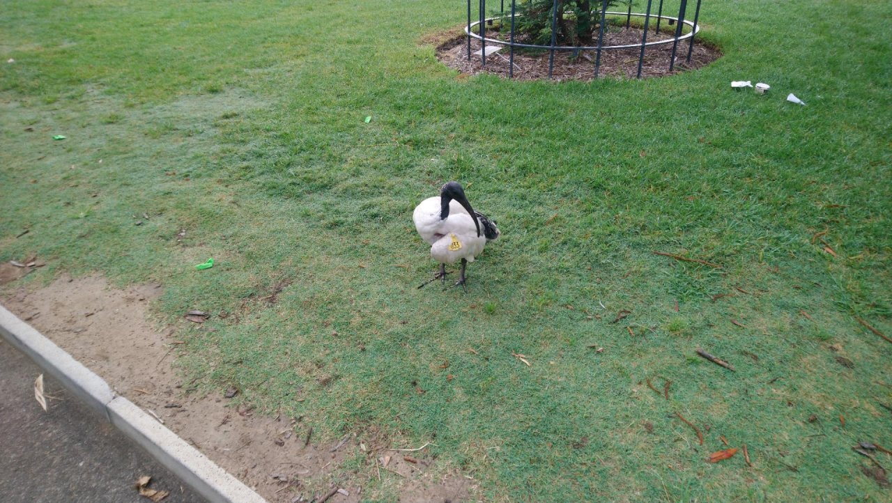 White Ibis in Big City Birds App spotted by Anne Pickles on 21.02.2021