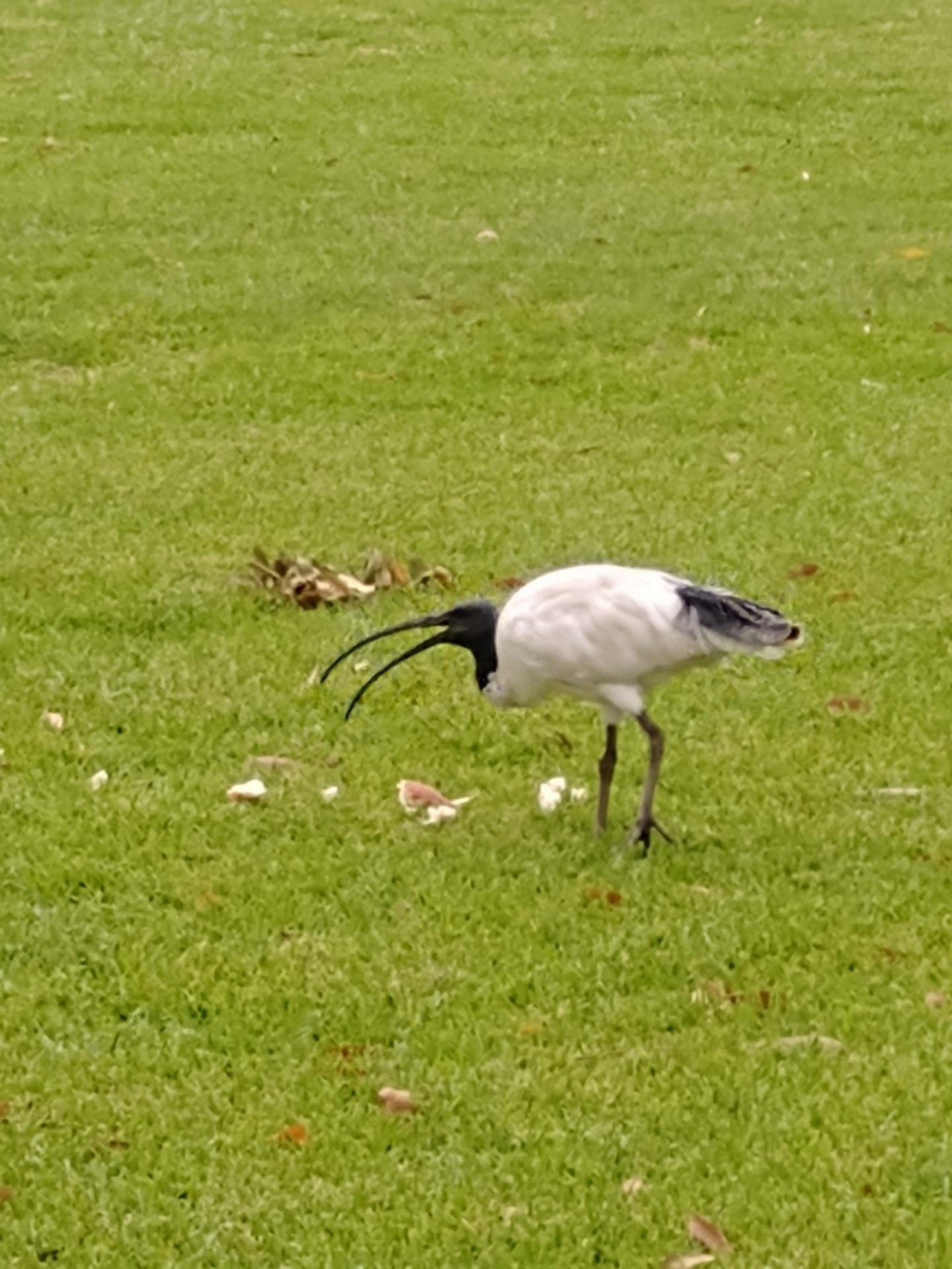 White Ibis in Big City Birds App spotted by Anna on 15.02.2021