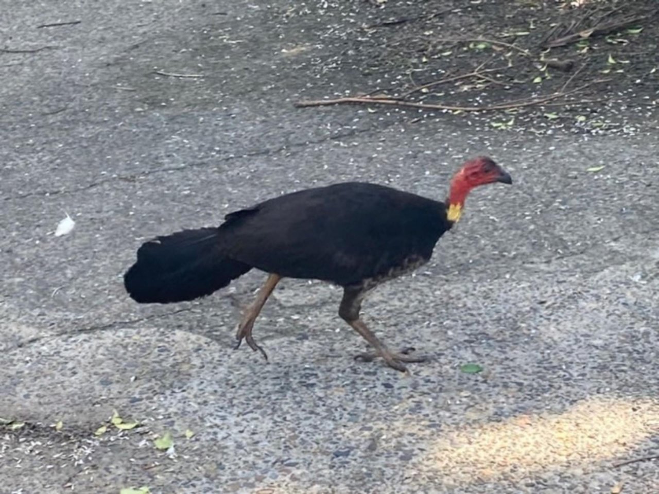 Brush-turkey in Big City Birds App spotted by Feather on 15.12.2020