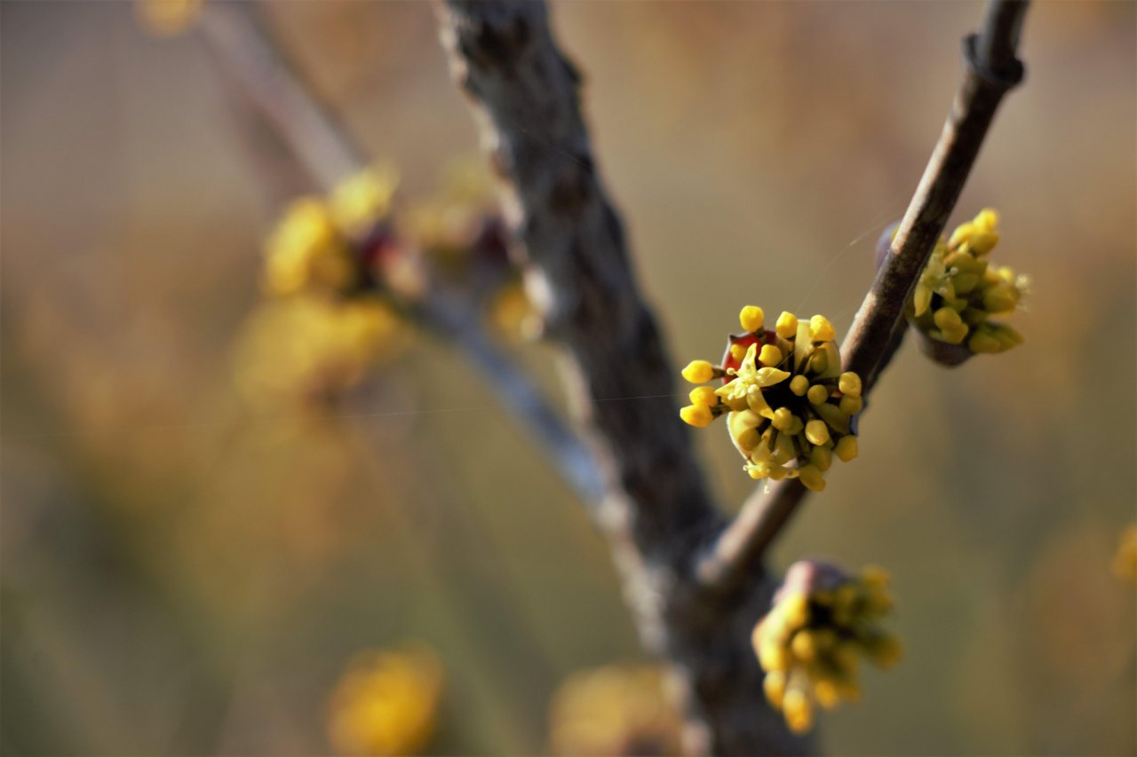 Dirndlstrauch in Naturkalender Burgenland App spotted by Katharina Schabl on 08.03.2021