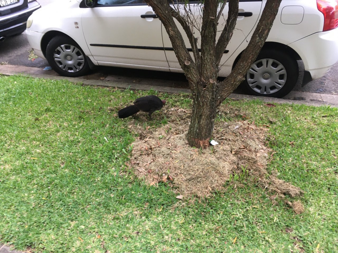 Brush-turkey in Big City Birds App spotted by Irina on 27.02.2021