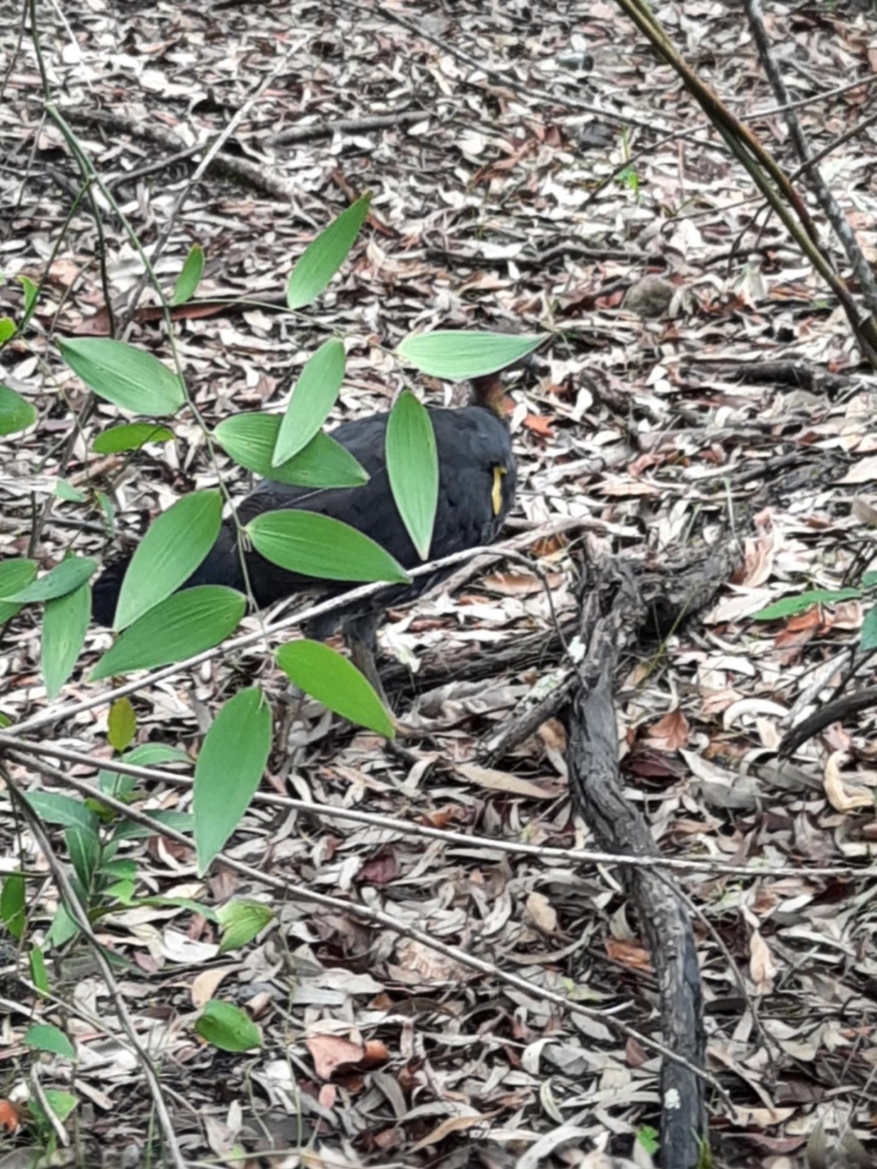 Brush-turkey in Big City Birds App spotted by Matthew Hall on 10.02.2021