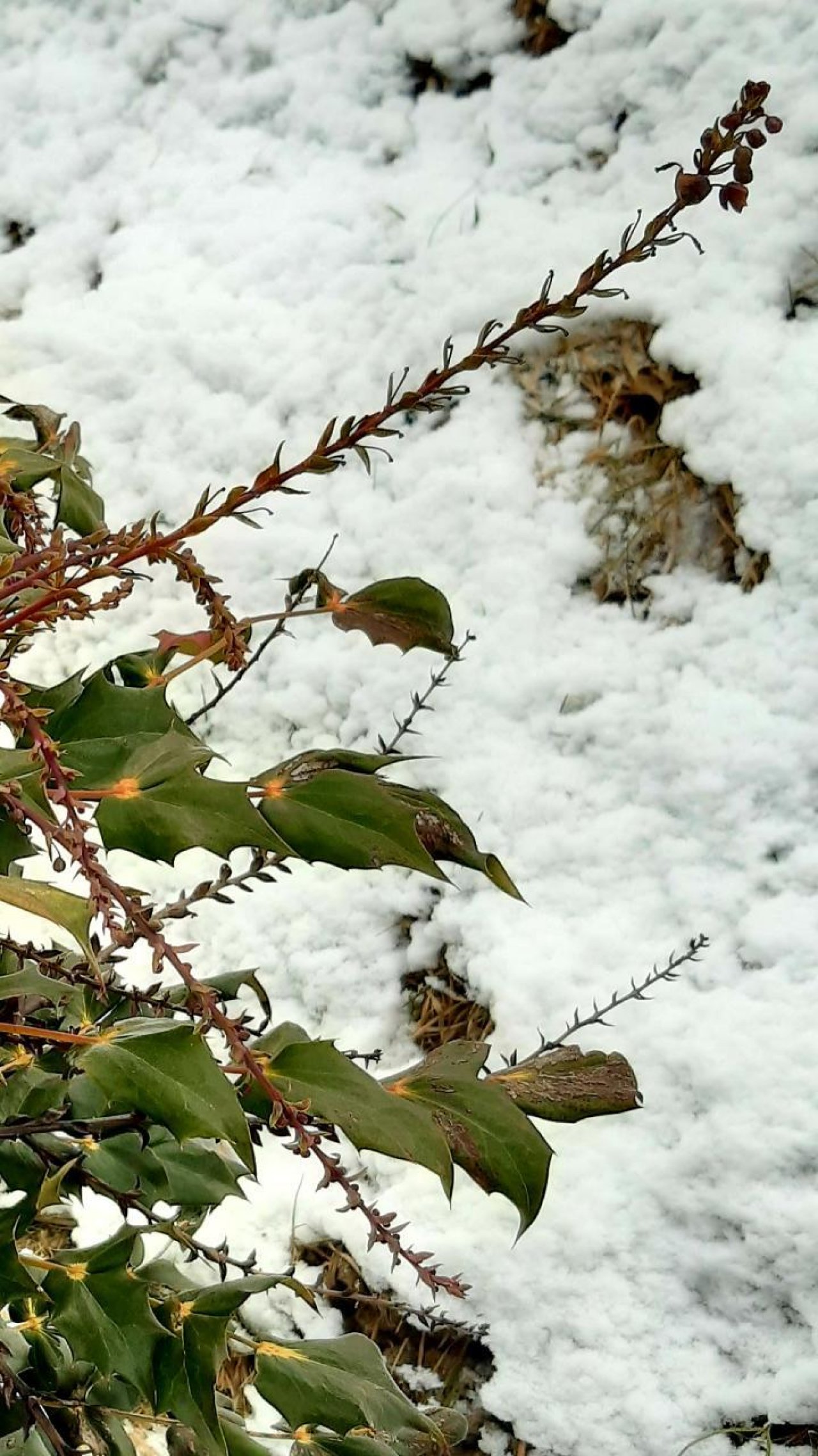 Eine andere Strauchart in Naturkalender App spotted by Steinbock on 12.01.2021