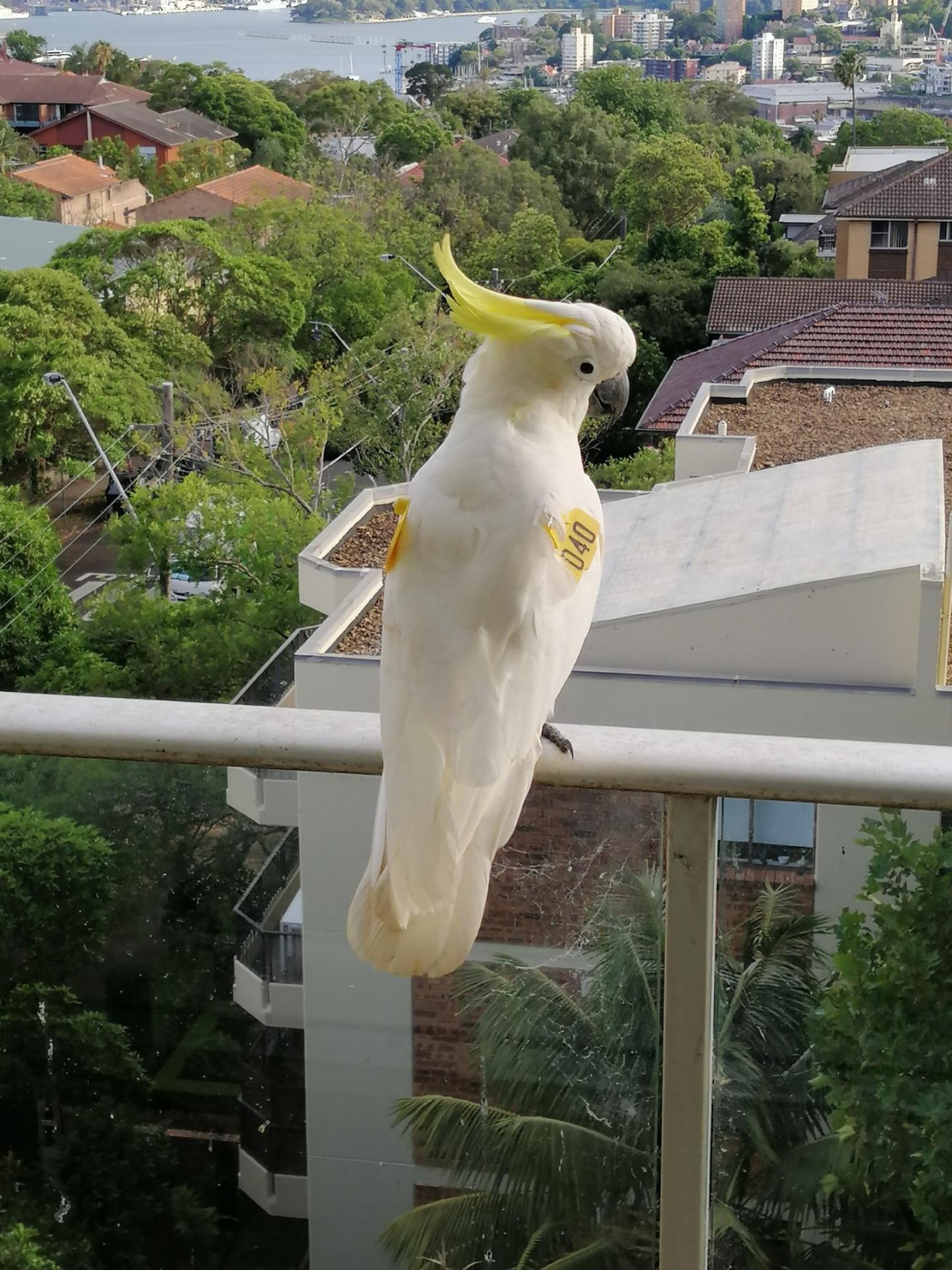 Sulphur-crested Cockatoo in Big City Birds App spotted by Loudboy on 22.12.2020