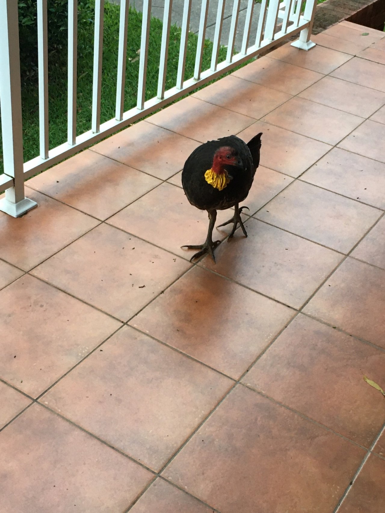 Brush-turkey in Big City Birds App spotted by Margaret Scott on 30.12.2020