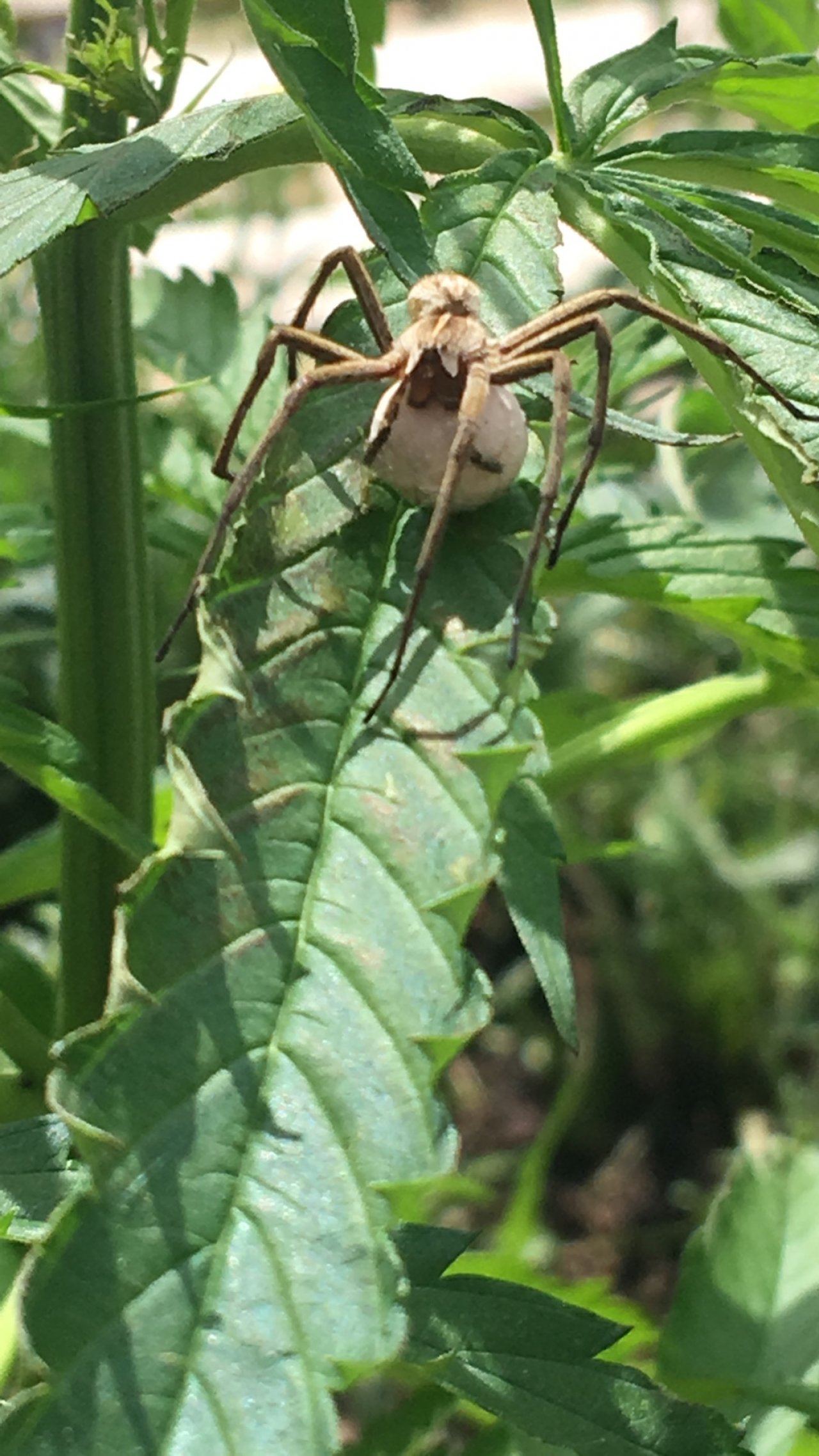 unknown species in SpiderSpotter App spotted by Gys Schot on 10.07.2019