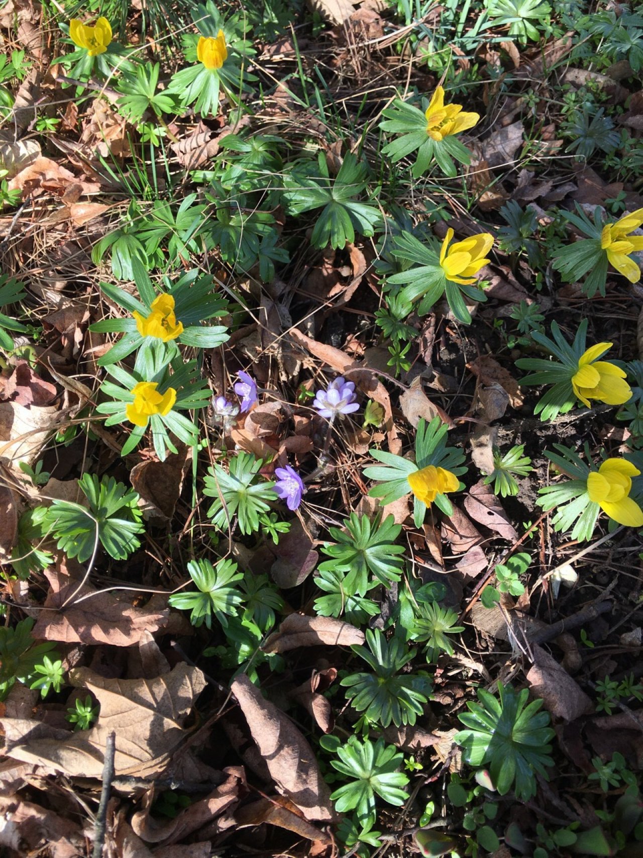 Leberblümchen in Naturkalender App spotted by Ullikeramik on 27.02.2021