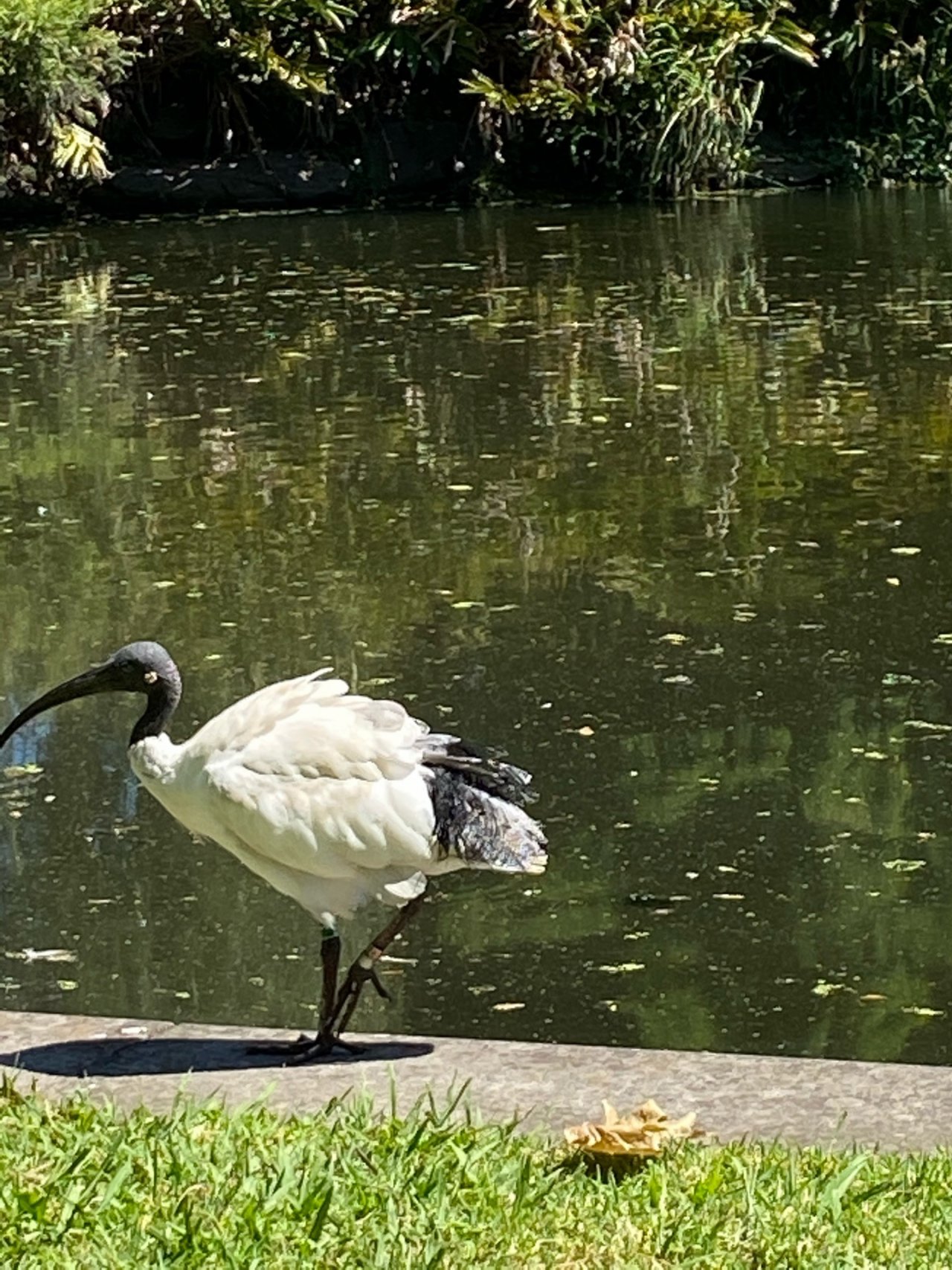 White Ibis in Big City Birds App spotted by Timo Rissanen on 22.01.2021