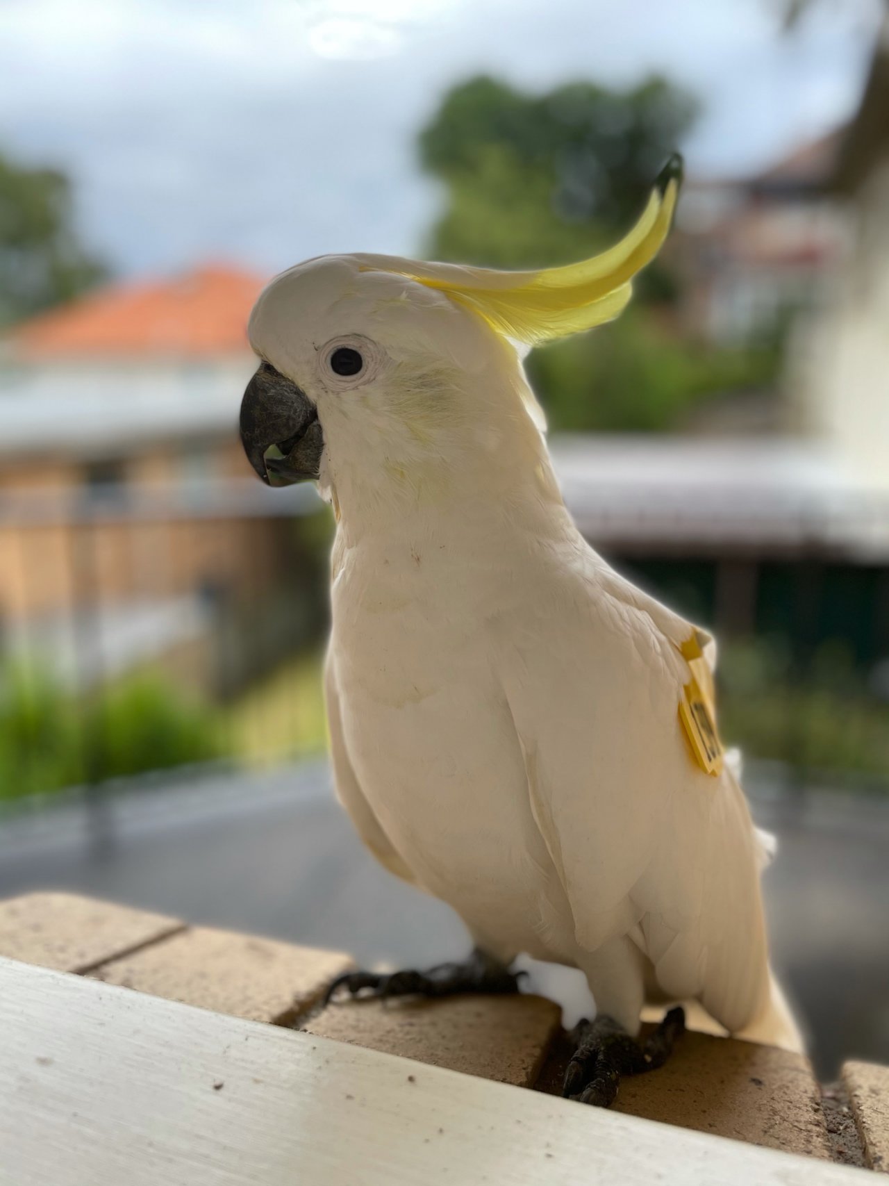 Sulphur-crested Cockatoo in Big City Birds App spotted by Dom West on 31.12.2020