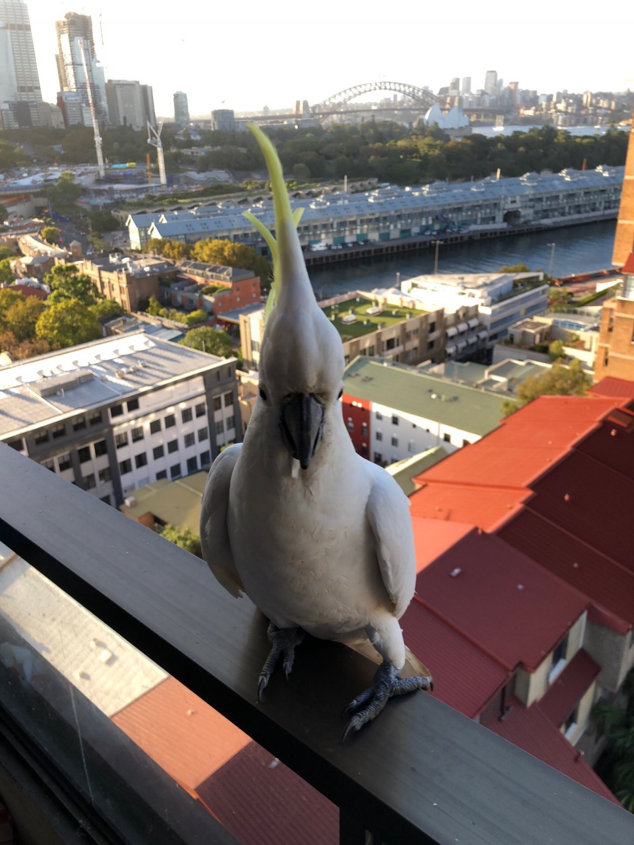 Sulphur-crested Cockatoo in Big City Birds App spotted by Philipp on 20.02.2021