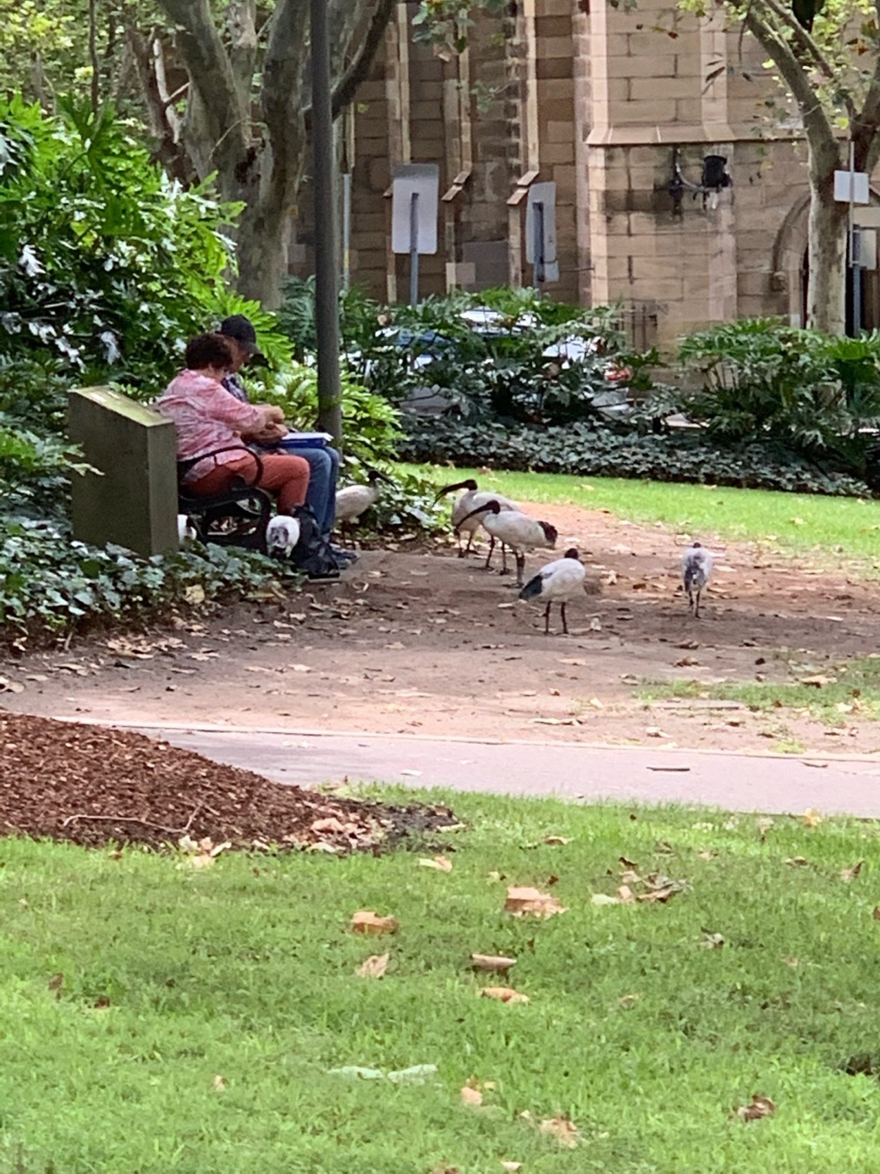 White Ibis in Big City Birds App spotted by John Martin on 14.02.2021