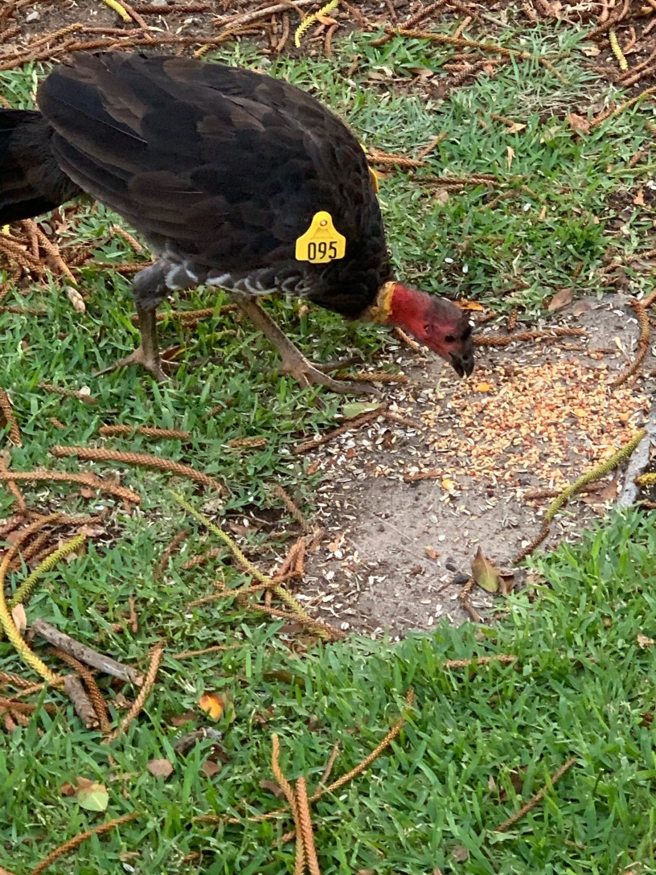 Brush-turkey in Big City Birds App spotted by John Martin on 03.03.2021