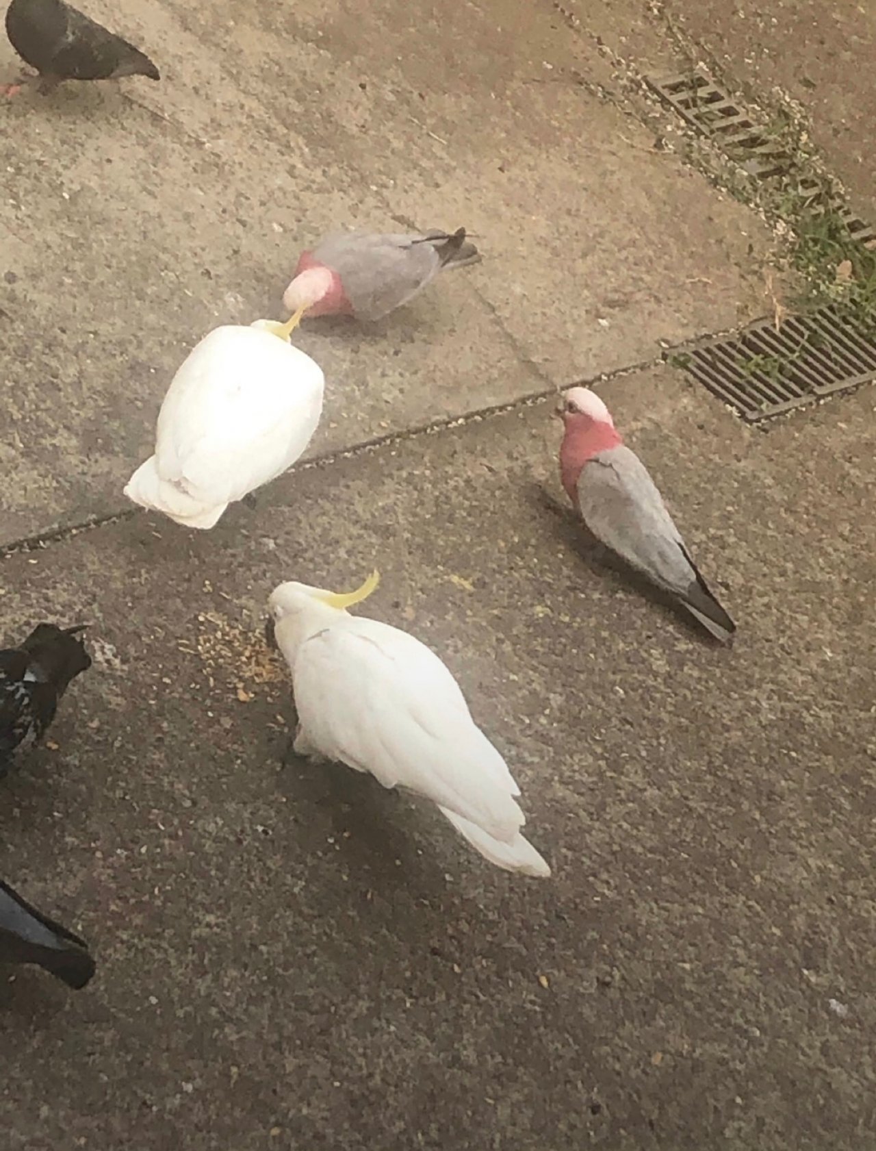 Sulphur-crested Cockatoo in Big City Birds App spotted by Magdalana Conin on 16.01.2021