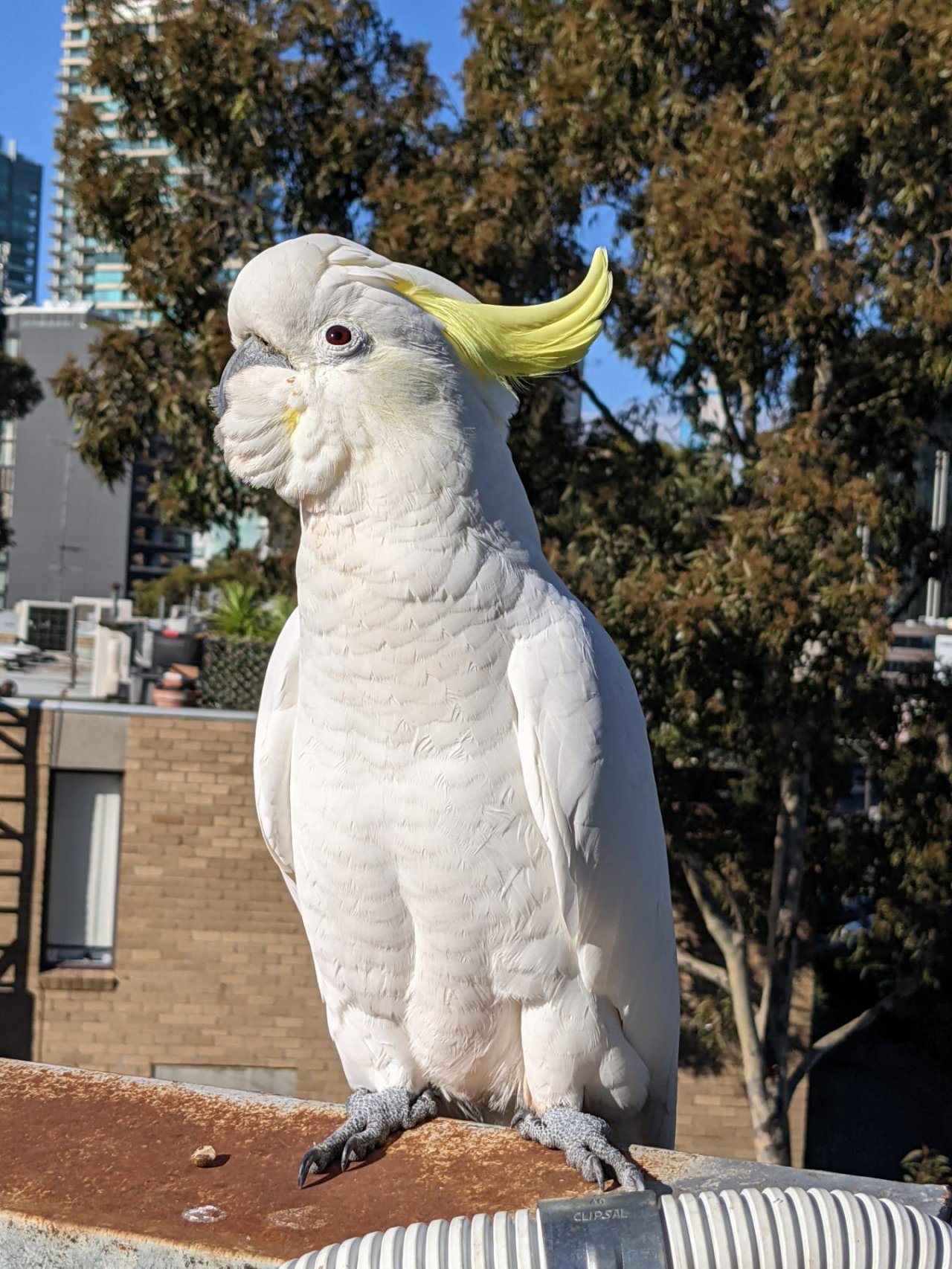 Sulphur-crested Cockatoo in Big City Birds App spotted by Alisa on 24.02.2021