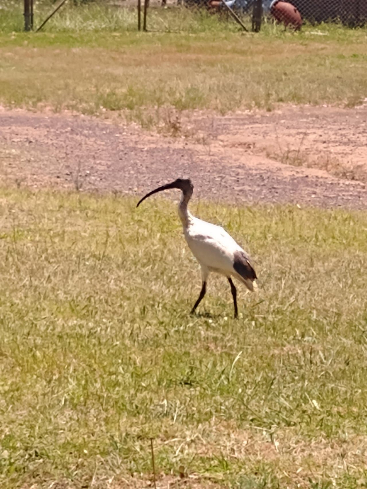 White Ibis in Big City Birds App spotted by Anna on 22.01.2021