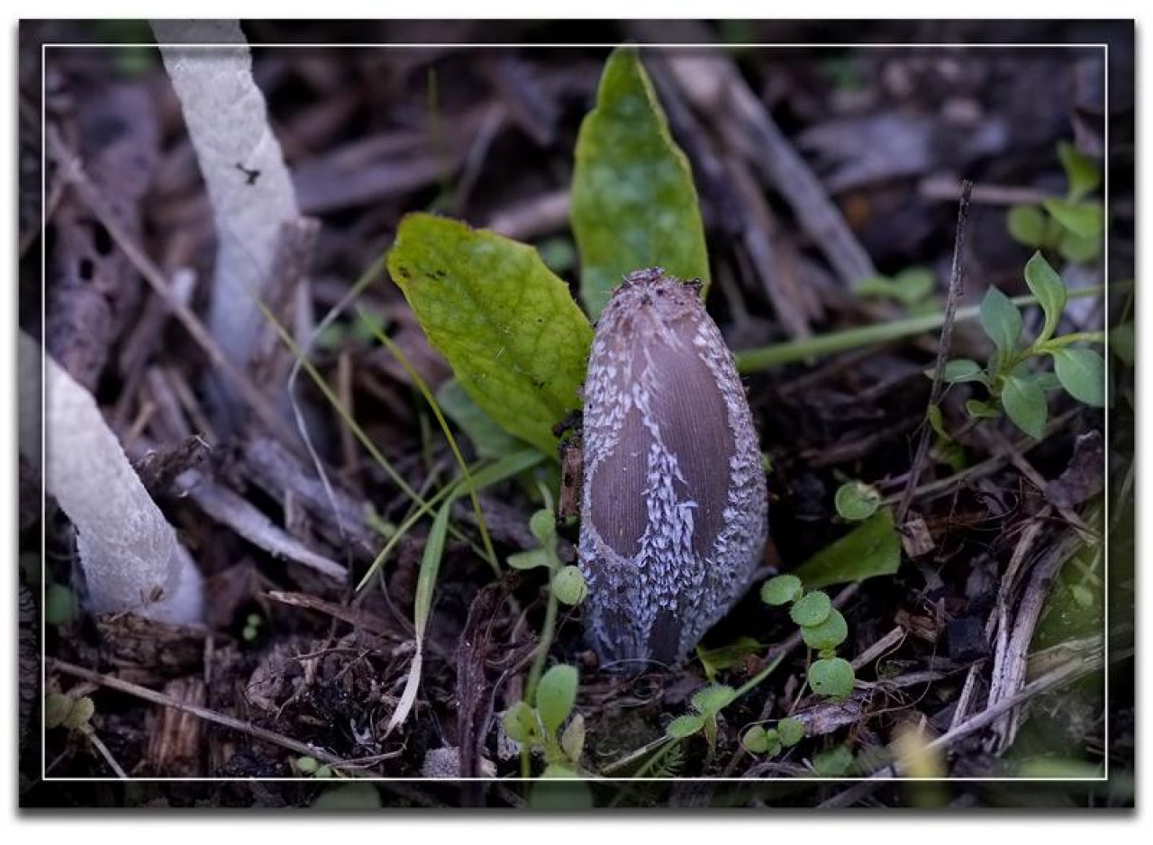 Fungi in NatureSpots App spotted by Danny VG on 28.09.2019