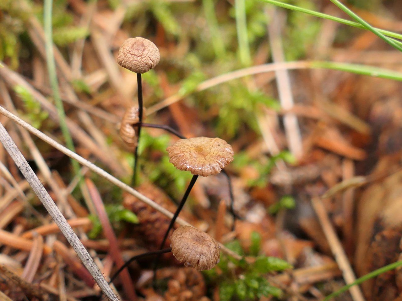 anderer Lamellenpilz (hell) in Pilzfinder App spotted by Valerian Scherer on 22.07.2020