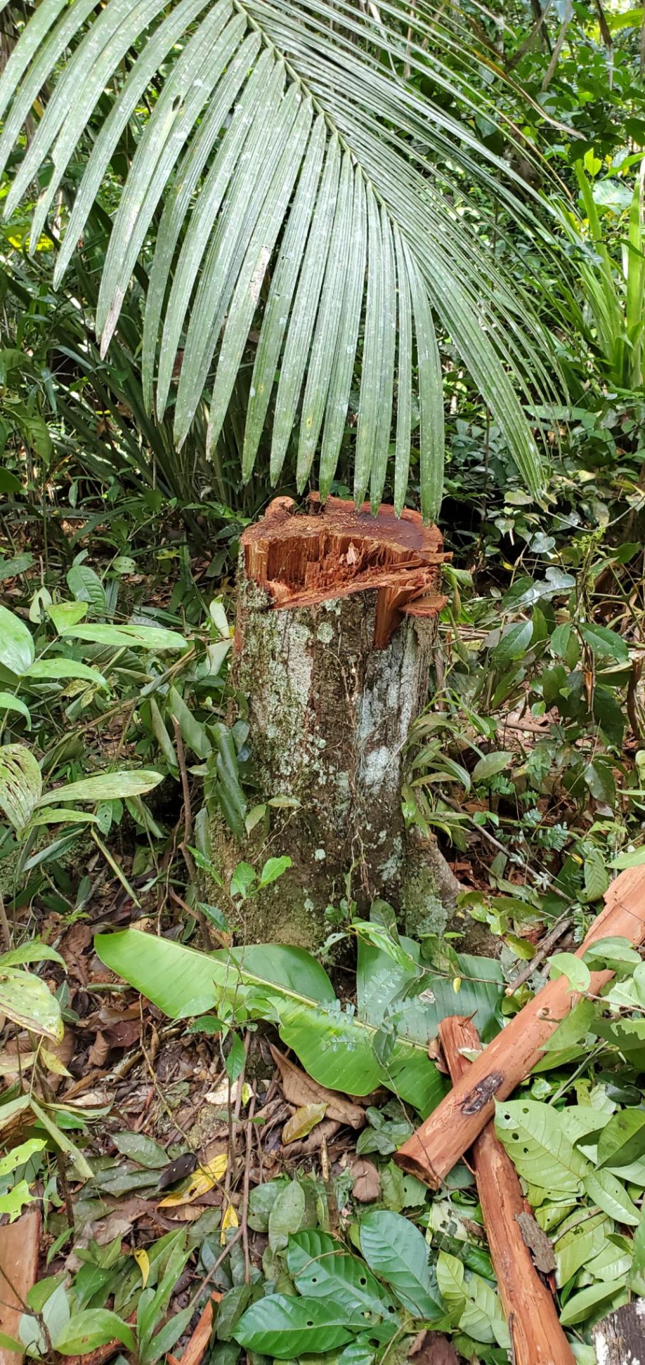 No logs, just activity in Green Growth Forests App spotted by Giani Razab Sekh on 24.10.2020