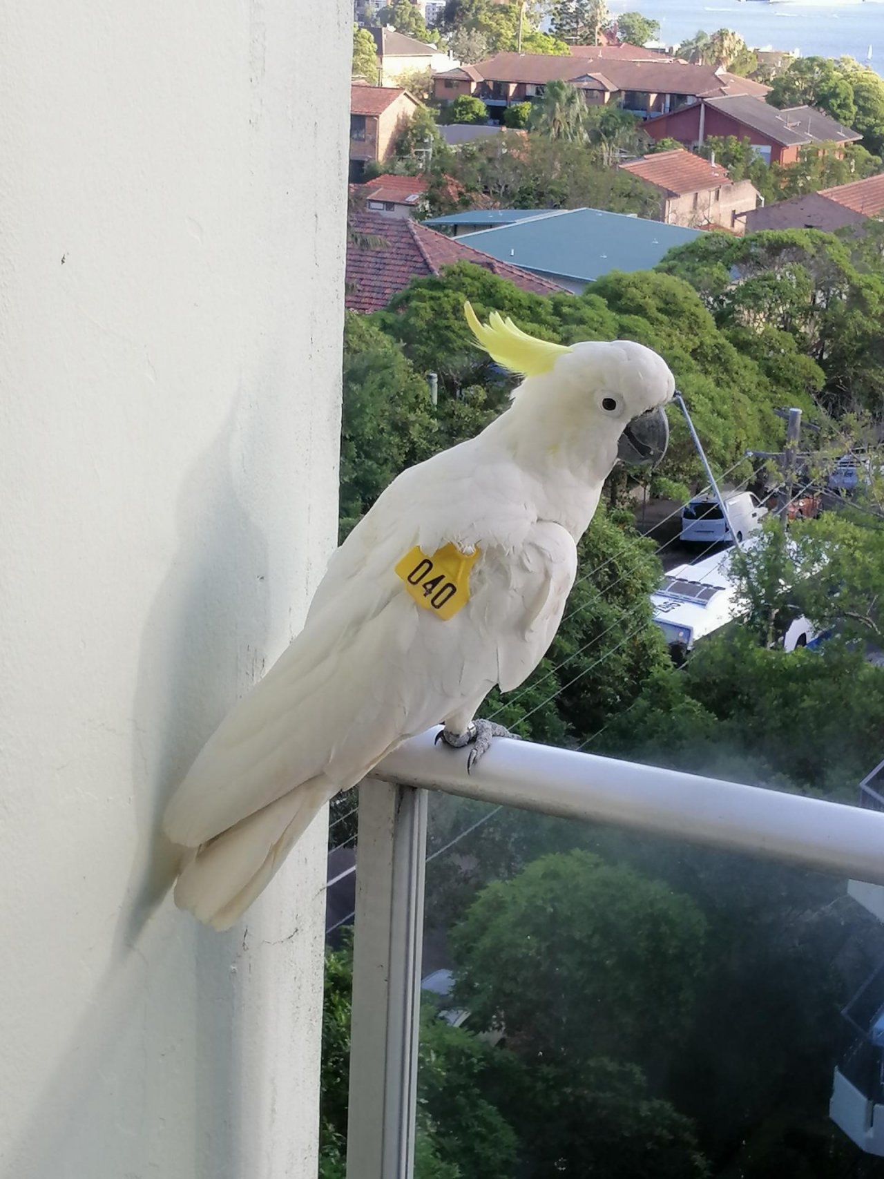 Sulphur-crested Cockatoo in Big City Birds App spotted by Loudboy on 13.12.2020