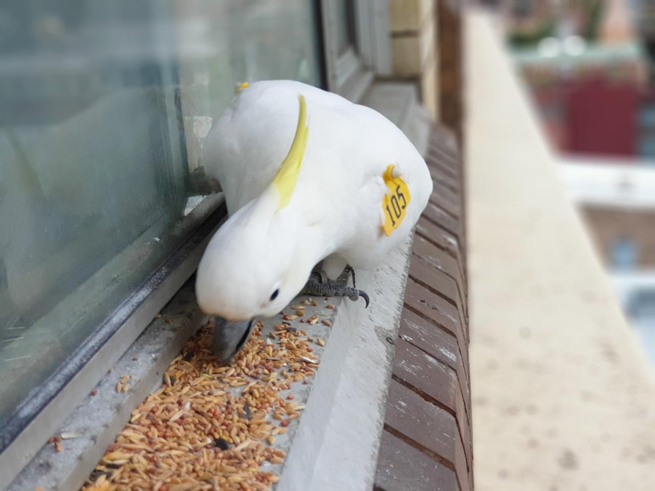 Sulphur-crested Cockatoo in Big City Birds App spotted by TomMassey on 25.12.2020