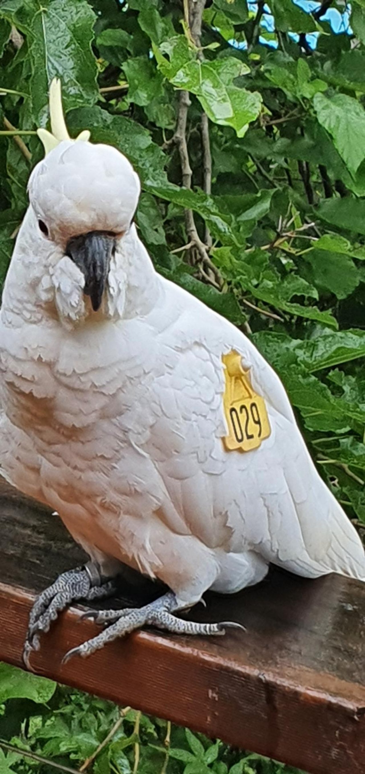 Sulphur-crested Cockatoo in Big City Birds App spotted by Fullersrd on 19.12.2020