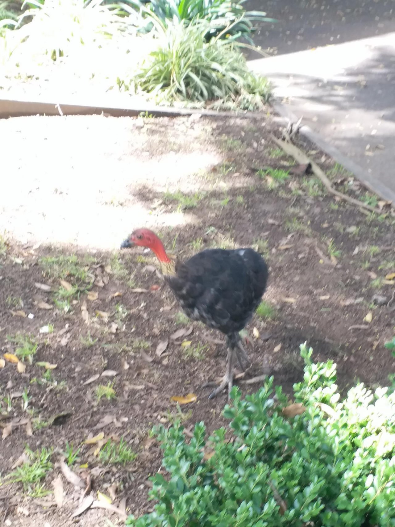 Brush-turkey in Big City Birds App spotted by Chanedge on 20.02.2021