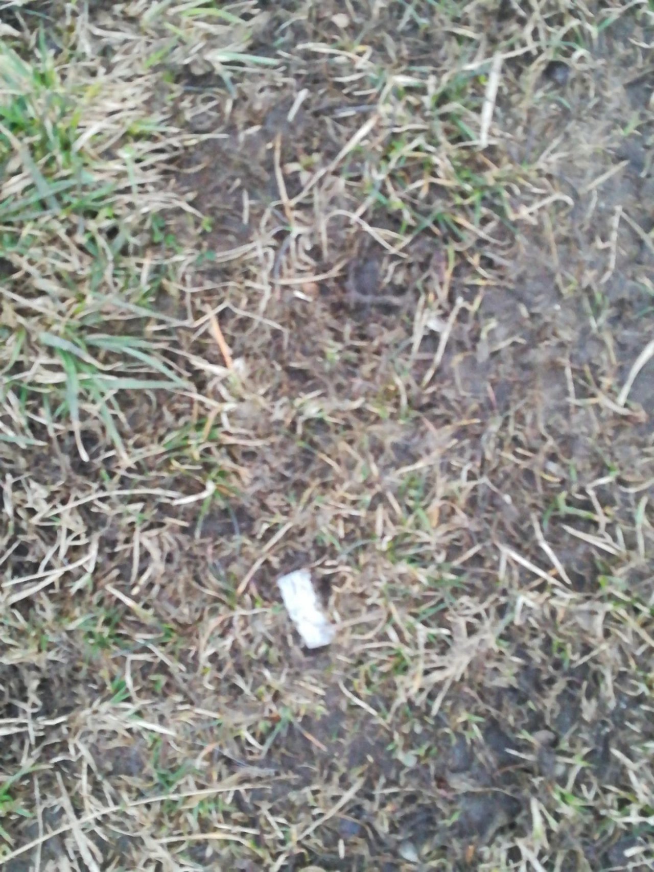 litter in DRECKSPOTZ | GLOBAL 2000 App spotted by HOEK2021mw on 11.03.2021