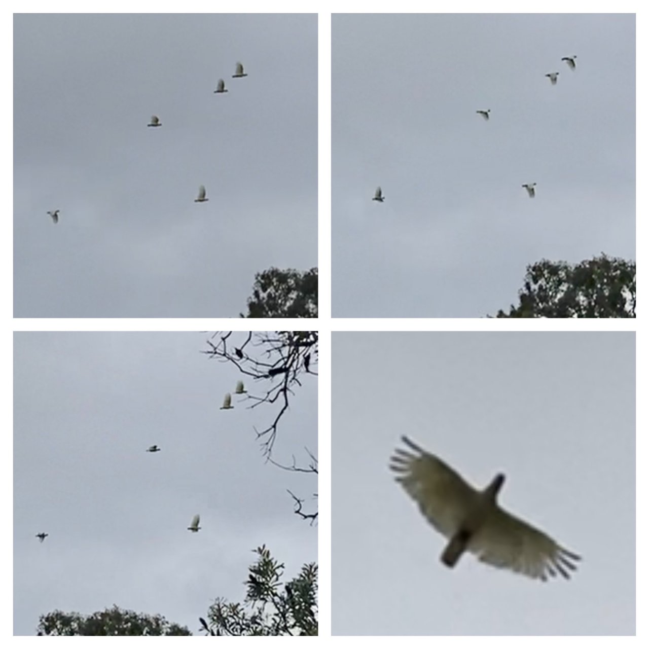 Sulphur-crested Cockatoo in Big City Birds App spotted by ednaward on 08.02.2021