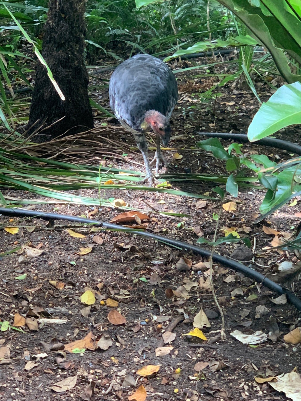 Brush-turkey in Big City Birds App spotted by John Martin on 12.02.2021