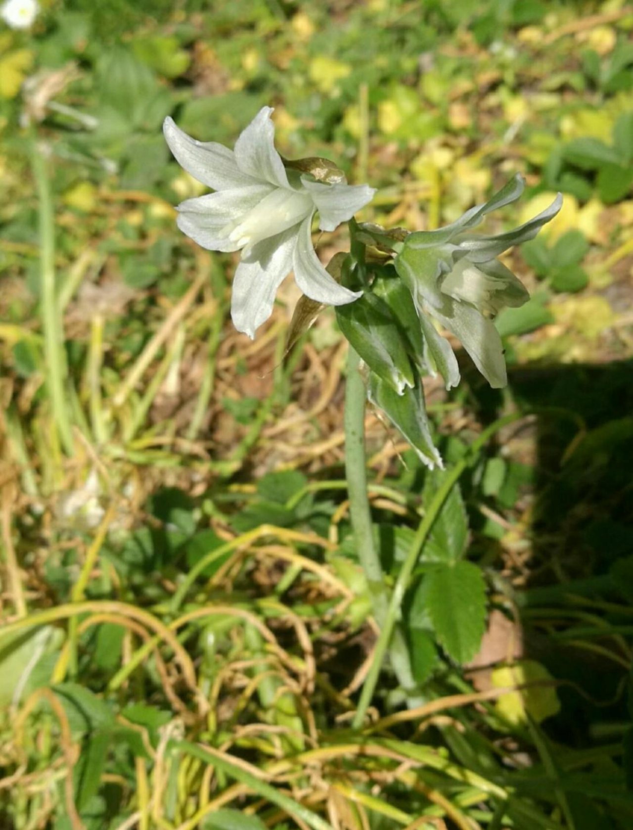 Plants in NatureSpots App spotted by Insectsvienna on 26.04.2019