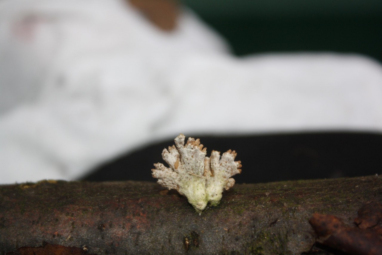 Gemeine Spaltblättling (Schizophyllum commune),
on a branch; deciduous tree; deadwood; lying; | 