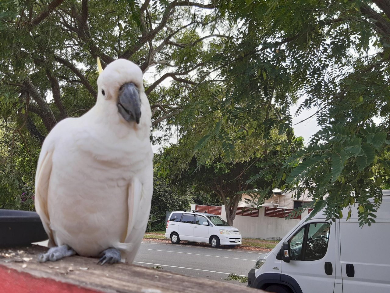 Sulphur-crested Cockatoo in Big City Birds App spotted by Feather on 10.01.2021