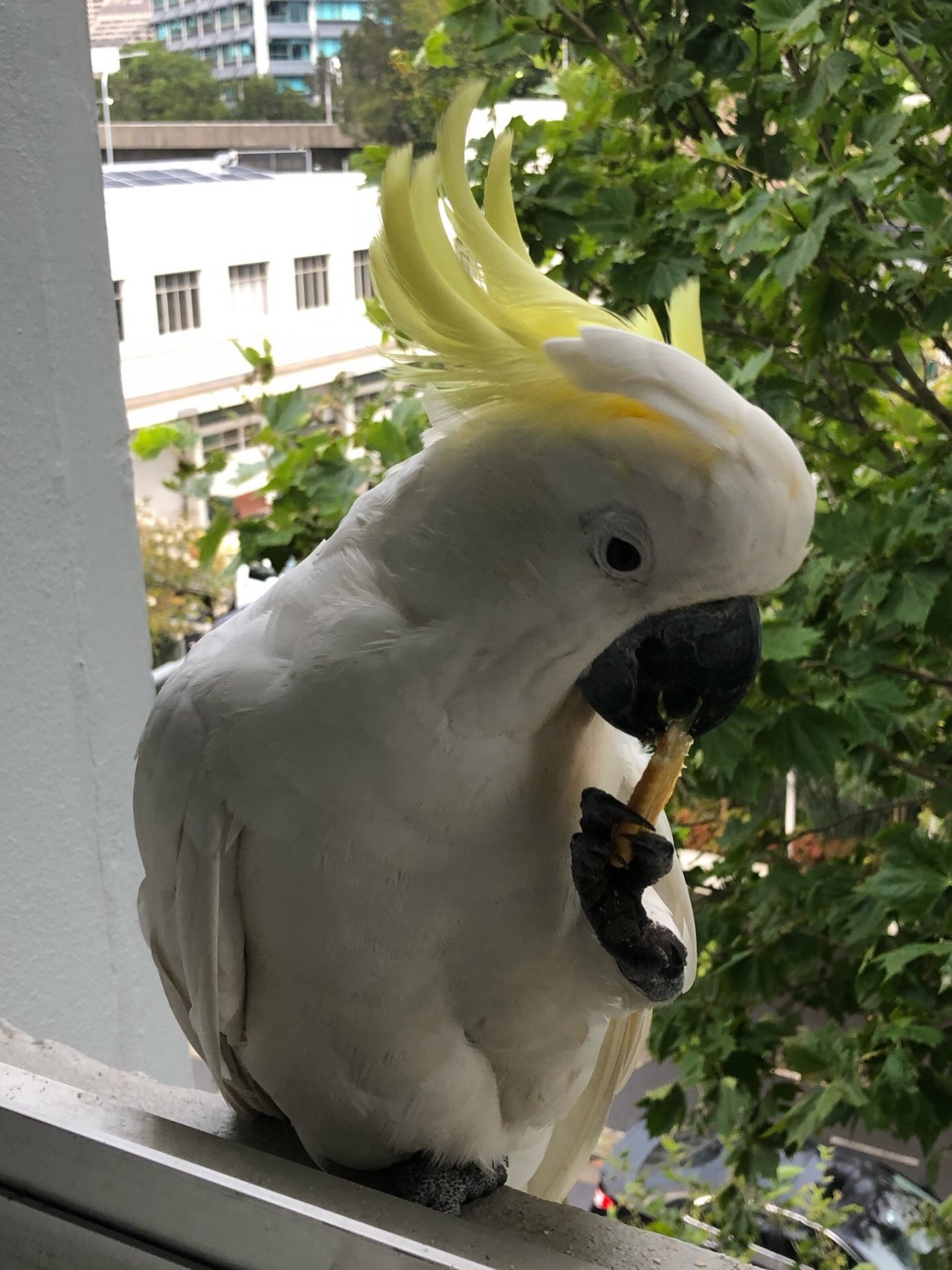 Sulphur-crested Cockatoo in Big City Birds App spotted by Lexie on 25.12.2020