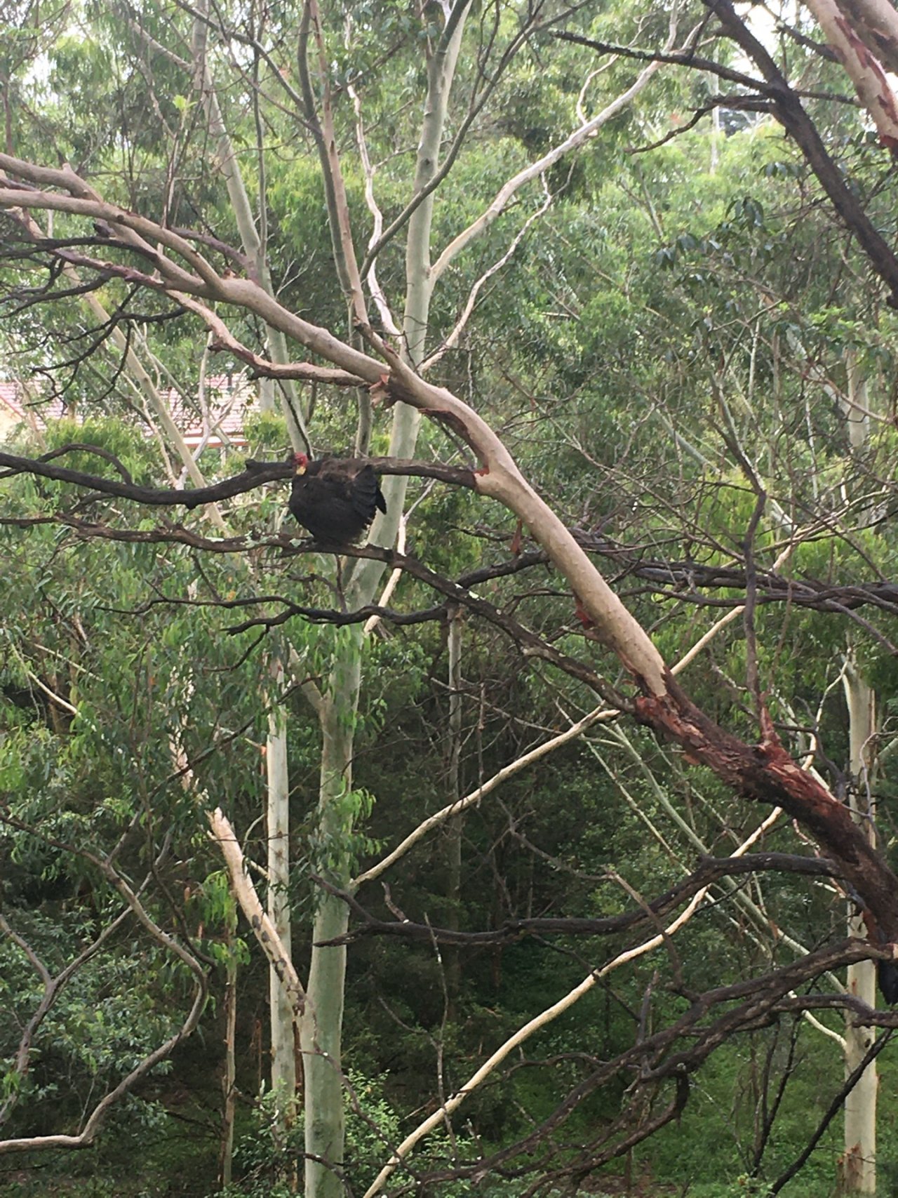 Brush-turkey in Big City Birds App spotted by Margaret Scott on 03.01.2021