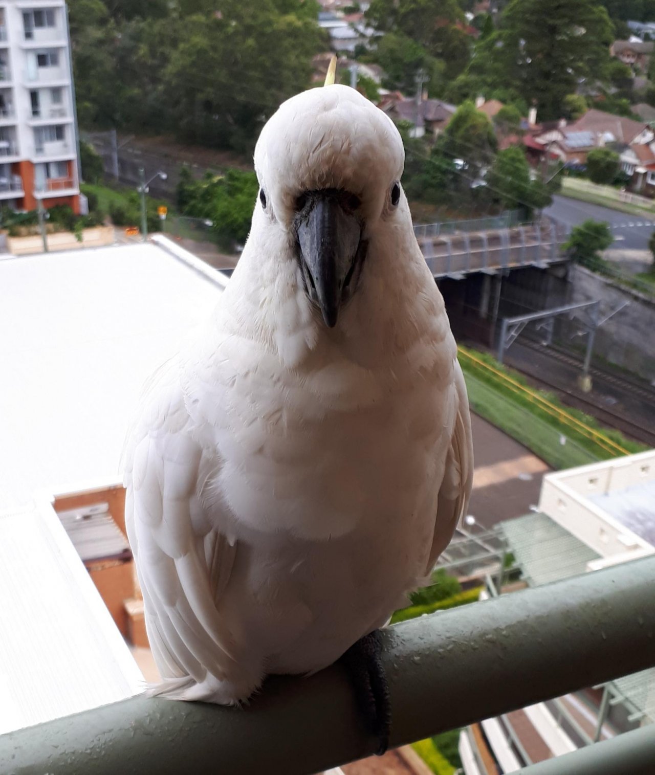 Sulphur-crested Cockatoo in Big City Birds App spotted by Julie Vaux on 29.12.2020