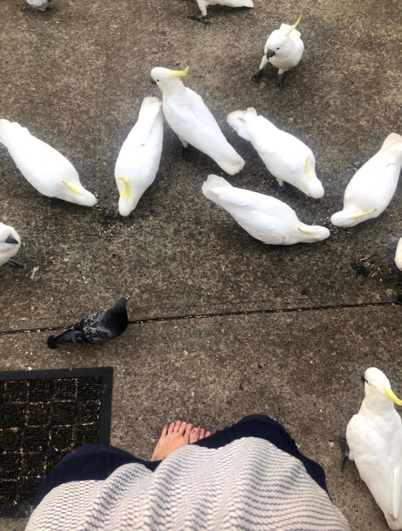 Sulphur-crested Cockatoo in Big City Birds App spotted by Magdalana Conin on 16.02.2021