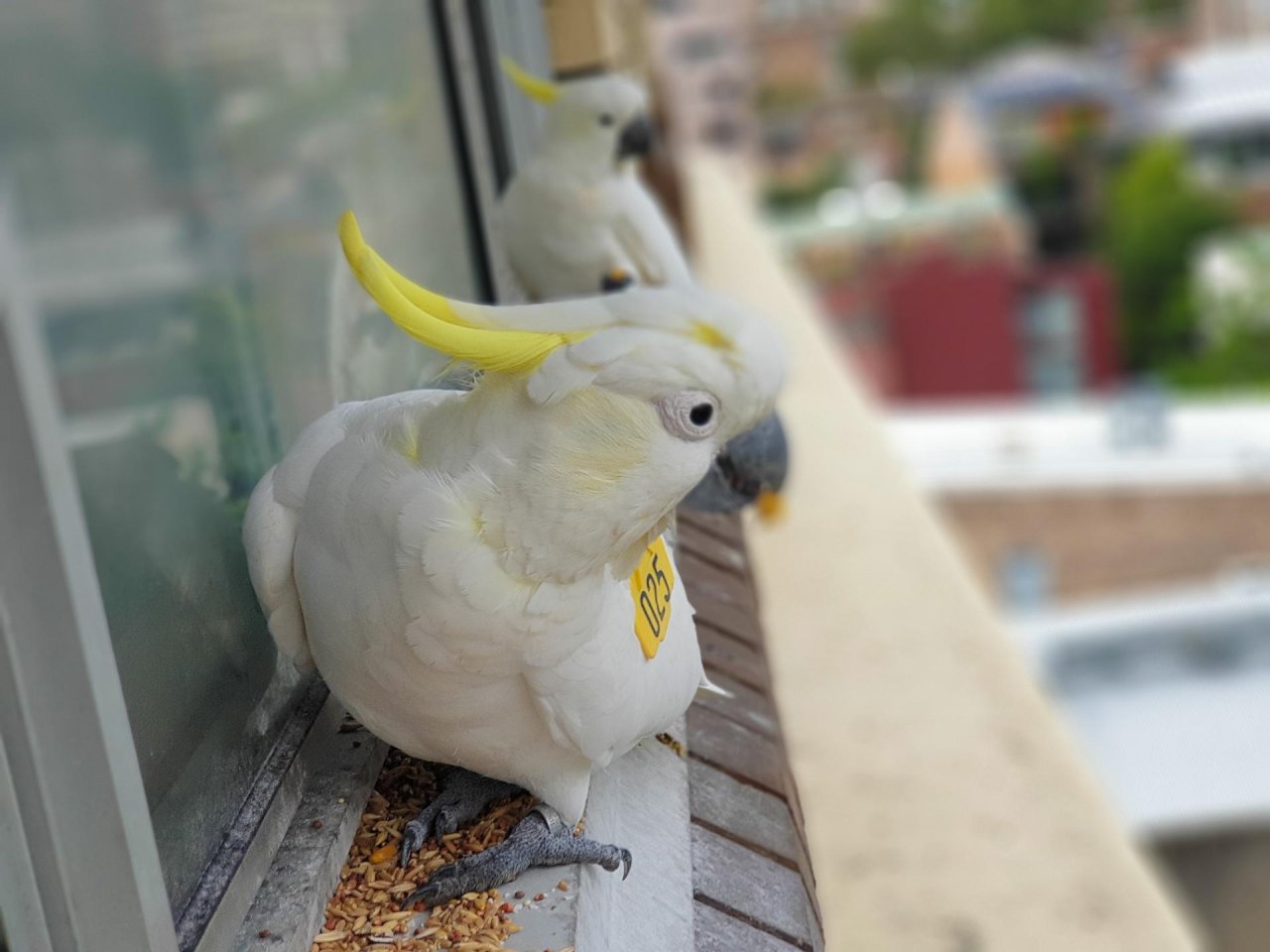 Sulphur-crested Cockatoo in Big City Birds App spotted by TomMassey on 31.12.2020