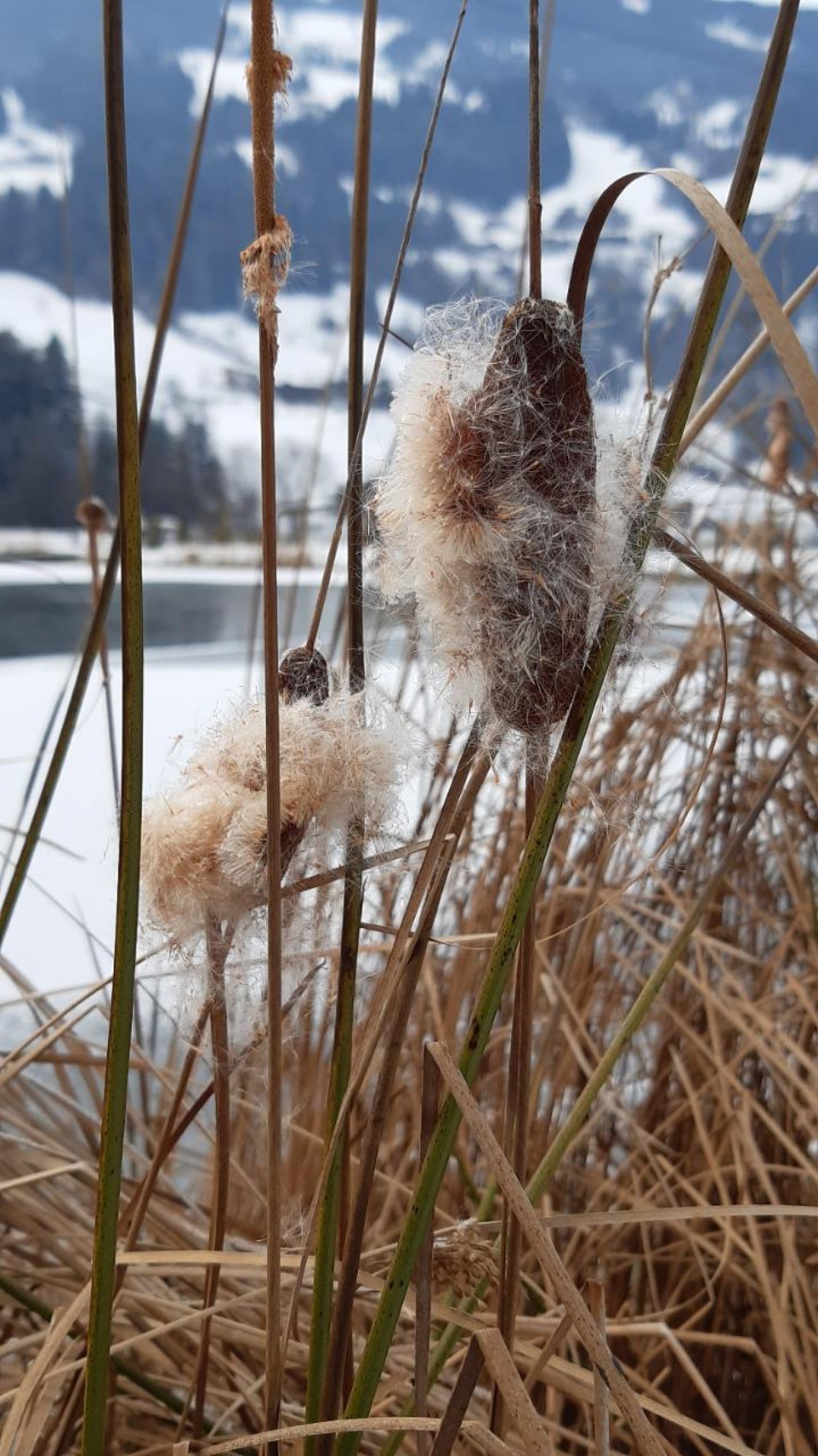 Eine andere Art in Naturkalender App spotted by Steinbock on 02.01.2021