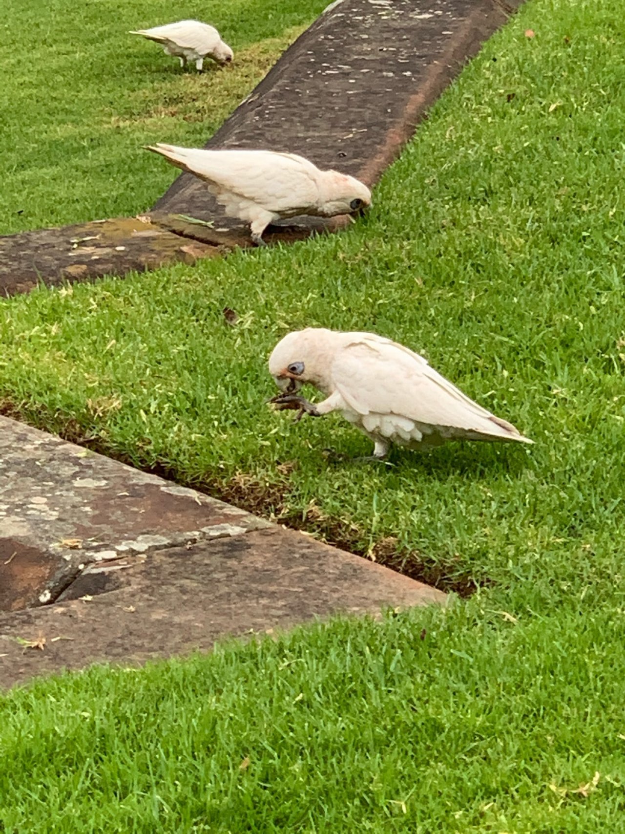 Little Corella in Big City Birds App spotted by John Martin on 25.02.2021