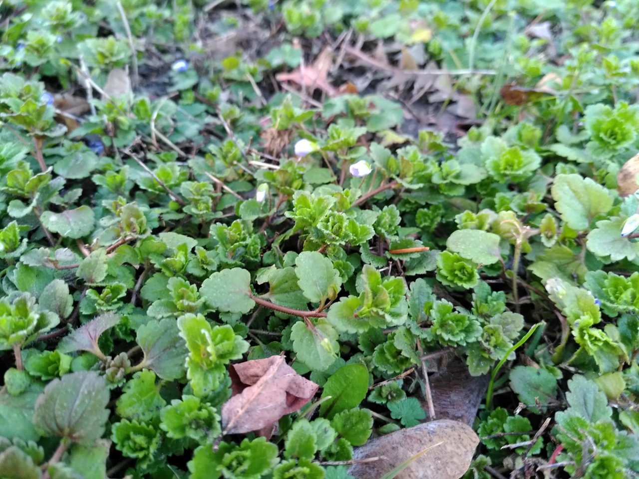 Plants in NatureSpots App spotted by TheOSWR on 22.02.2021